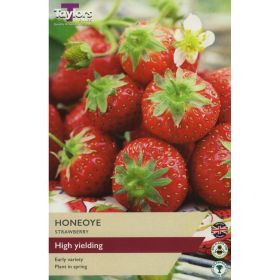 Strawberry Honeoye - Pack of 3
